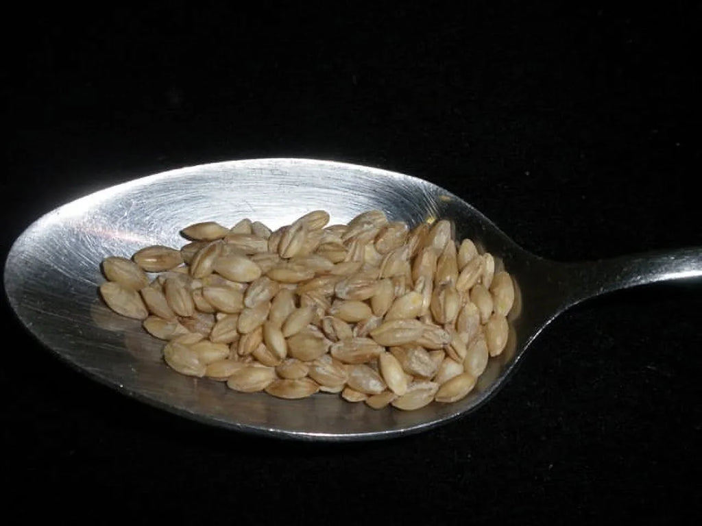 Pearled Barley, 5 lbs (five pounds), USDA Certified Organic, Non-GMO, packed bulk by Mulberry Lane Farms
