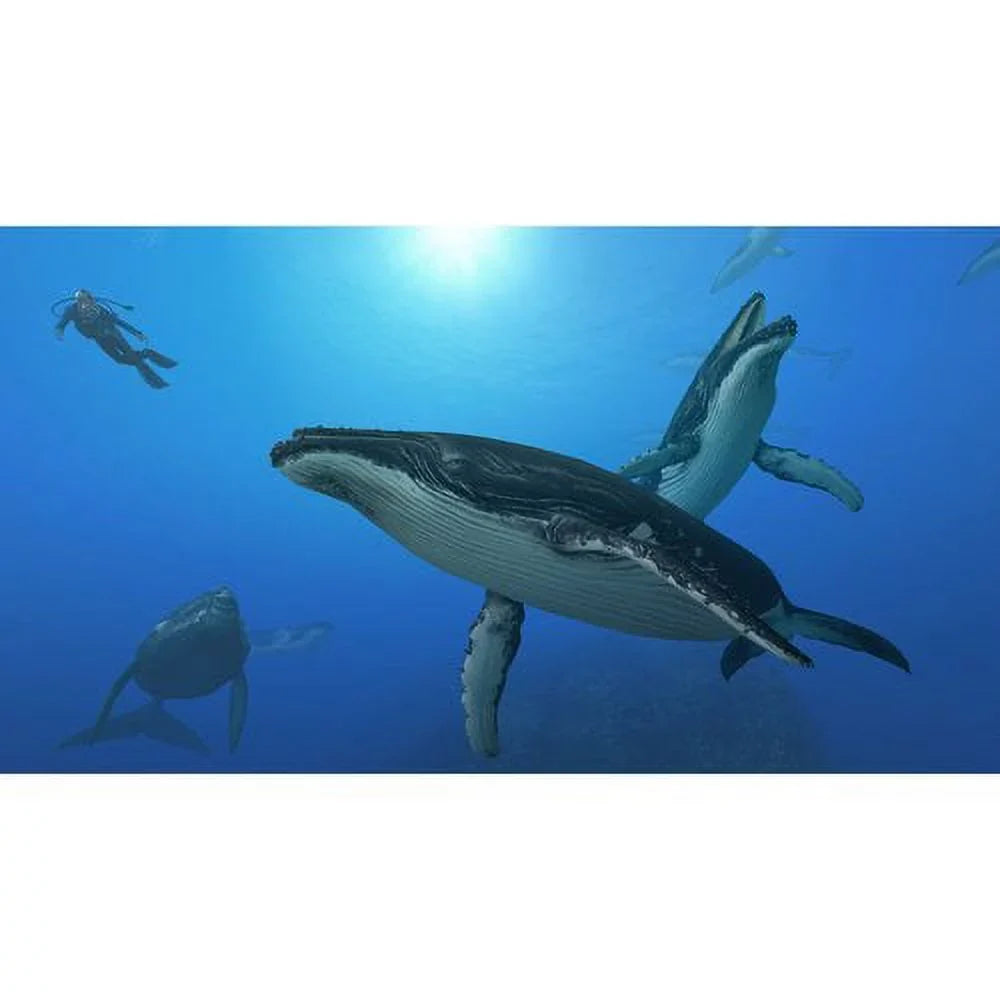 Final Point Final Point Ocean: Blue World Final Point Wii, 2010)